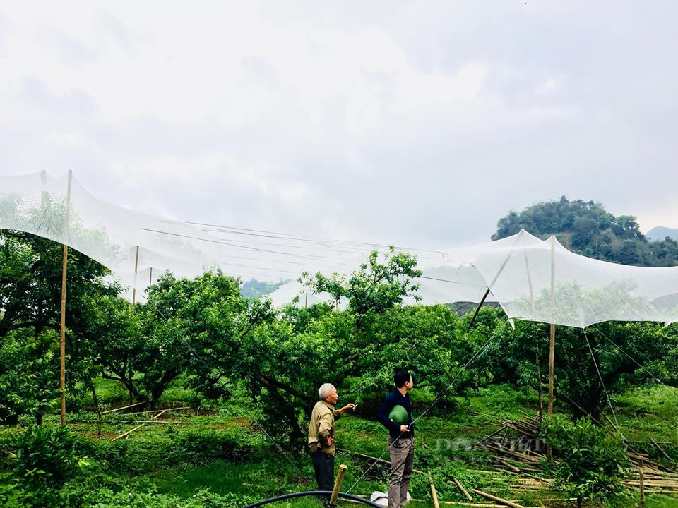 Nông dân Mộc Châu tìm ra bí quyết chống mưa đá cho mận hậu - Ảnh 2.