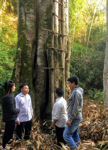 Cả làng ở Điện Biên cùng giữ &quot;báu vật&quot; này, tới mùa dân thu gom sản vật trời ban bán chia đều khắp xóm - Ảnh 1.