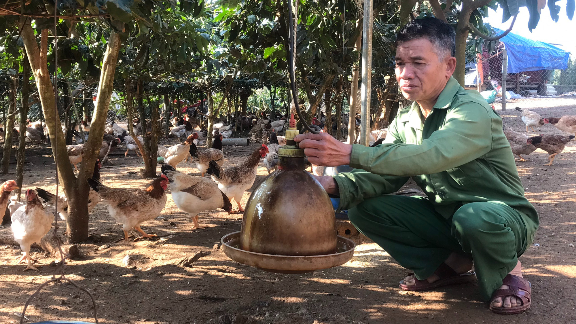 Nông dân Tây Bắc: Nỗ lực phát triển chăn nuôi bền vững - Ảnh 2.