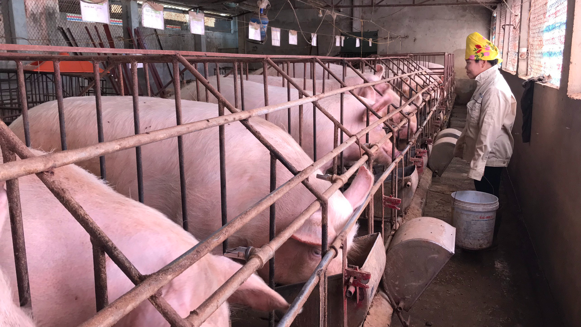 Mô hình 2 trong 1 cho trang trại chăn nuôi lợn hướng đi bền vững trong  định hướng vừa phát triển kinh tế và đảm bảo yếu tố an toàn môi trườngBan