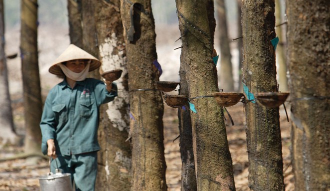 Giá cao su hôm nay 5/10: Giá cao su tăng giảm trái chiều - Ảnh 3.