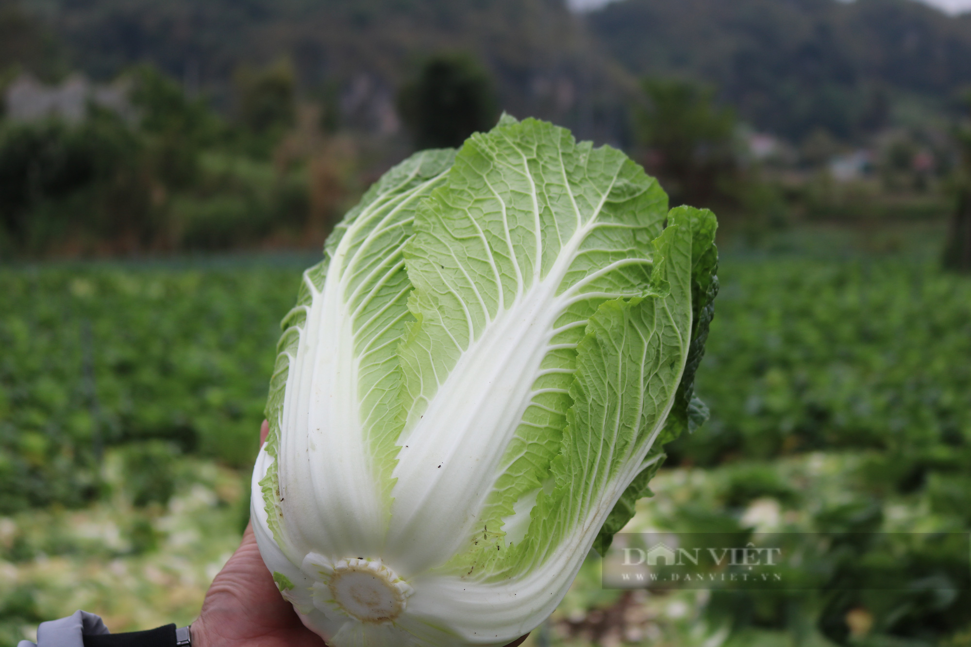 Nông dân Mộc Châu giàu lên nhờ trồng rau an toàn - Ảnh 5.