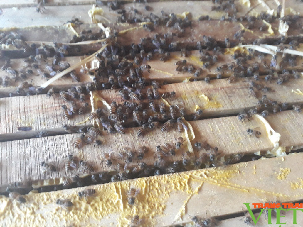 Lai châu phát triển mô hình nuôi ong lấy mật - Ảnh 4.