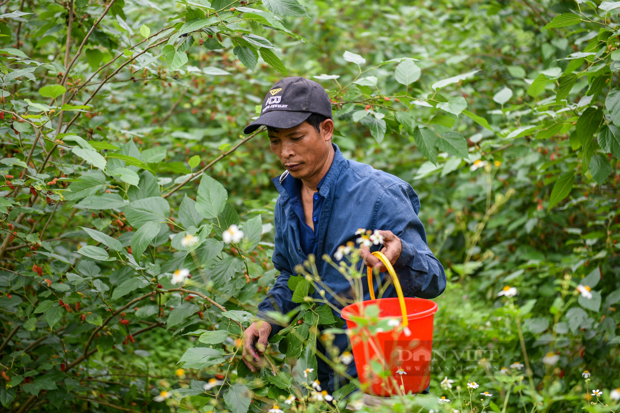 Người trồng dâu tằm ngoại thành Hà Nội tất bật vào vụ thu hoạch lớn nhất trong năm - Ảnh 8.