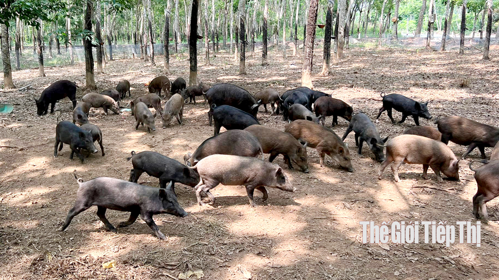 Mô hình nuôi lợn rừng giúp người DTTS thoát nghèo bền vững  Báo Dân tộc và  Phát triển
