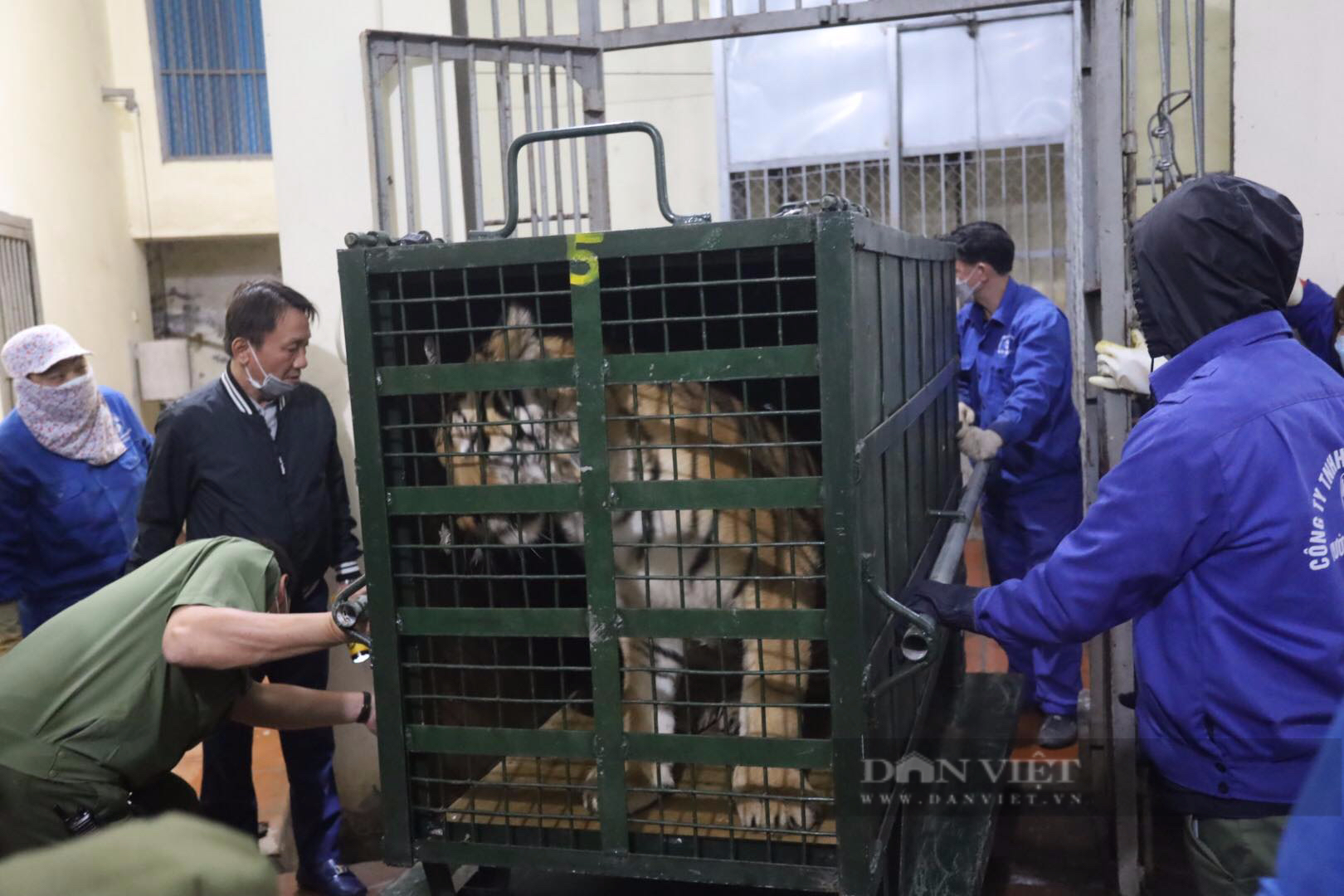 Những hình ảnh đầu tiên về 8 cá thể hổ tại Vườn thú Hà Nội - Ảnh 5.