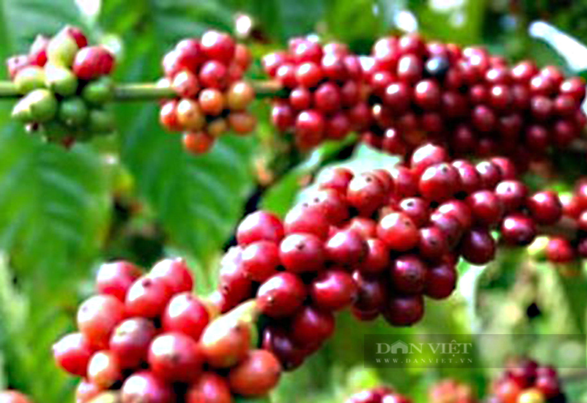 Giá cà phê nhân Đắk Lắk giảm mạnh, làm thế nào để trị bệnh nấm hồng cho cà phê? - Ảnh 1.