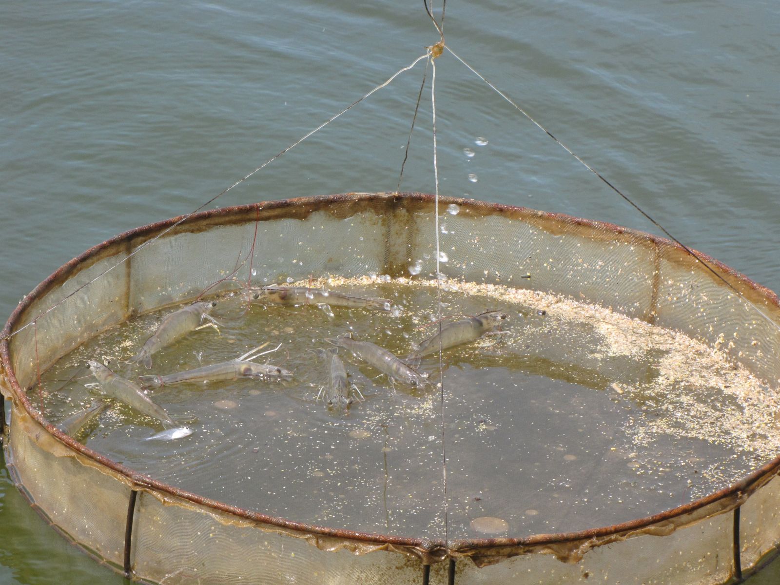 Long An: Nhiều hộ nuôi tôm bị phạt nặng do đưa tôm thẻ chân trắng nước mặn vào nước ngọt để nuôi - Ảnh 1.
