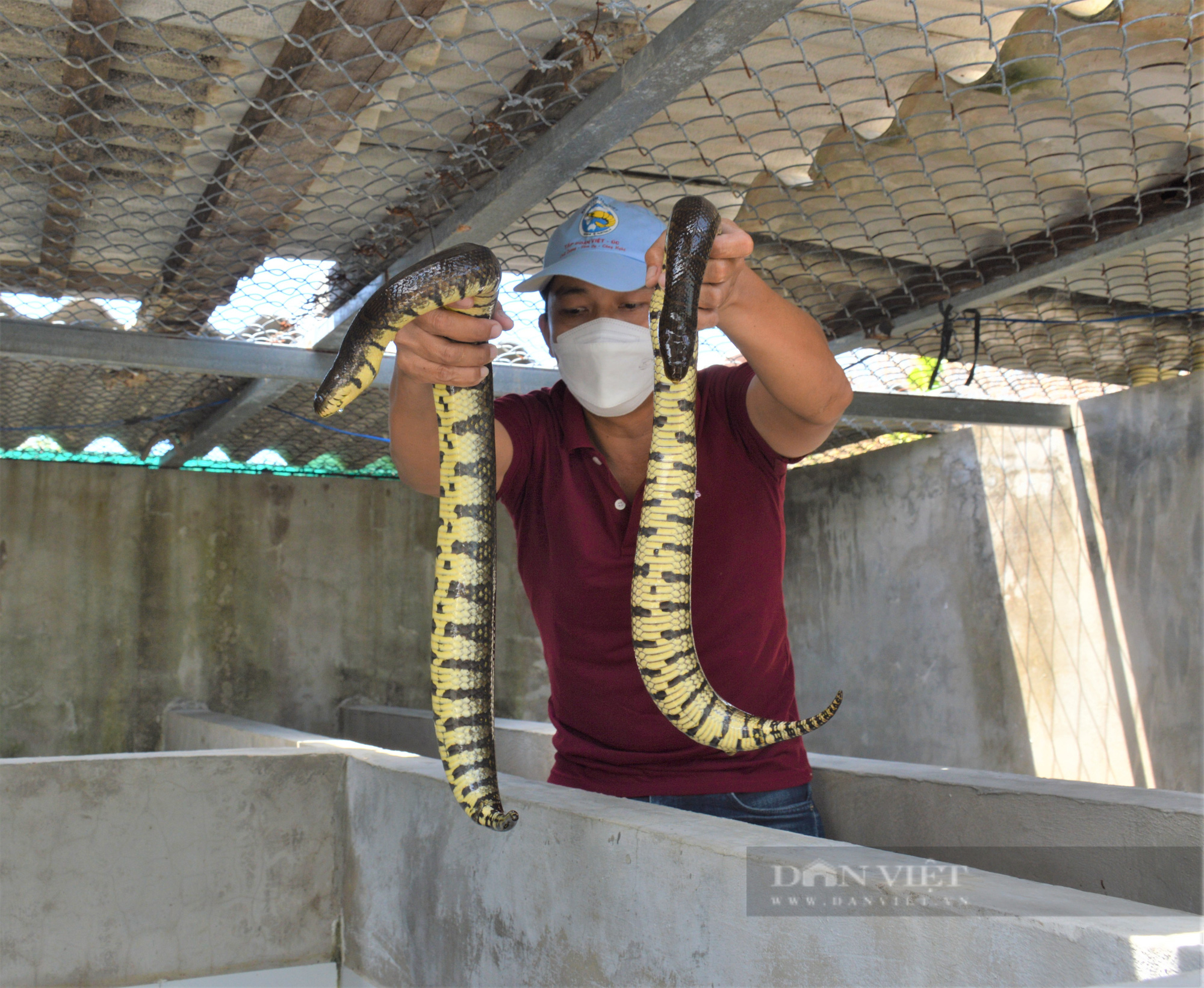 Nuôi loài rắn mập ú không có độc, trai làng bán mỗi kg nửa triệu đồng - Ảnh 5.