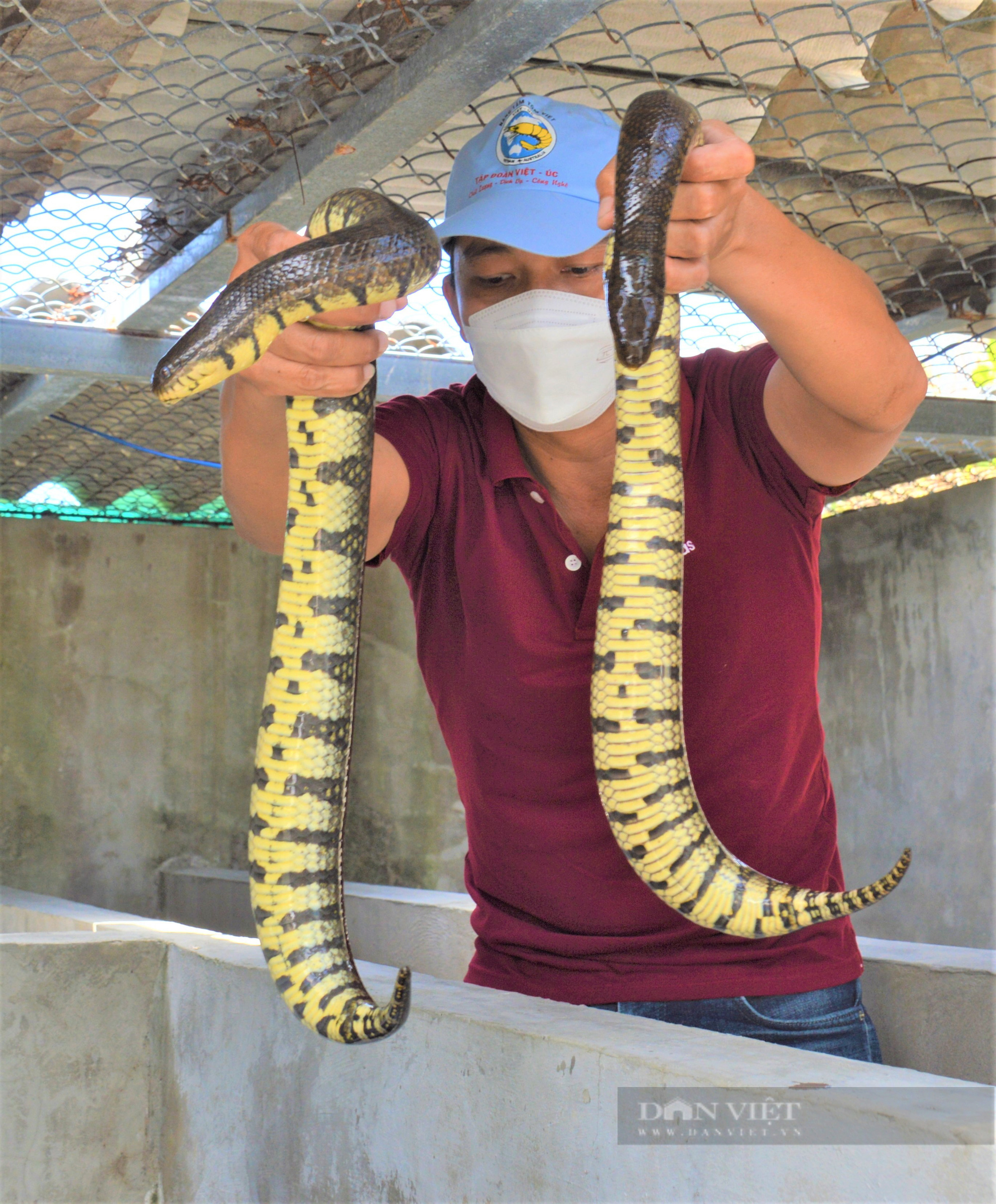 Nuôi loài rắn mập ú không có độc, trai làng bán mỗi kg nửa triệu đồng - Ảnh 4.