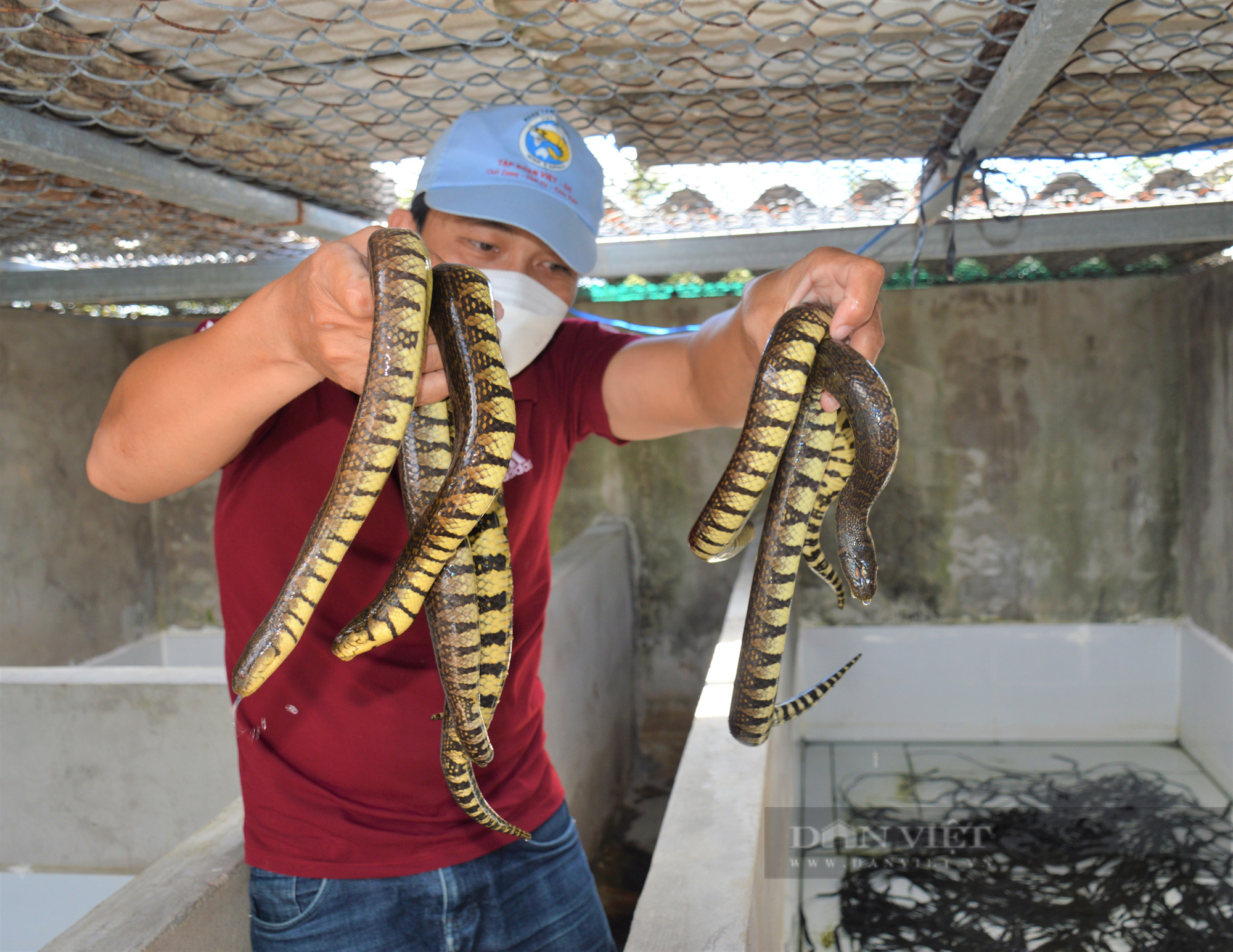 Nuôi loài rắn mập ú không có độc, trai làng bán mỗi kg nửa triệu đồng - Ảnh 6.
