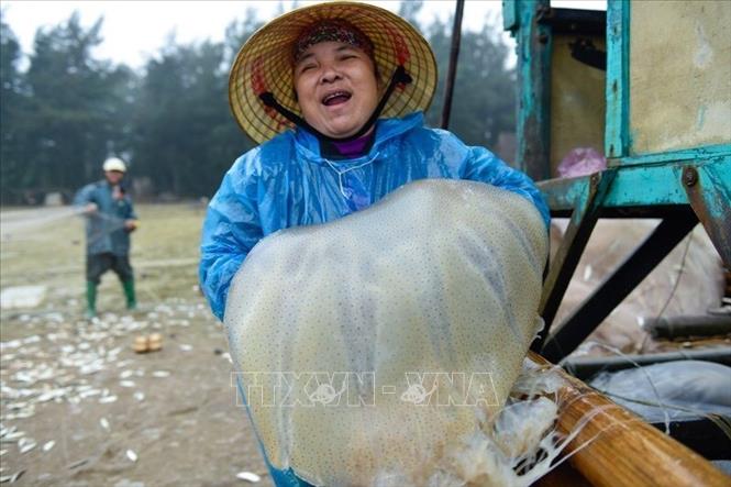 Thanh Hóa: Ngư dân thu nhập khá nhờ khai thác loài vật trong vắt từ biển - Ảnh 2.