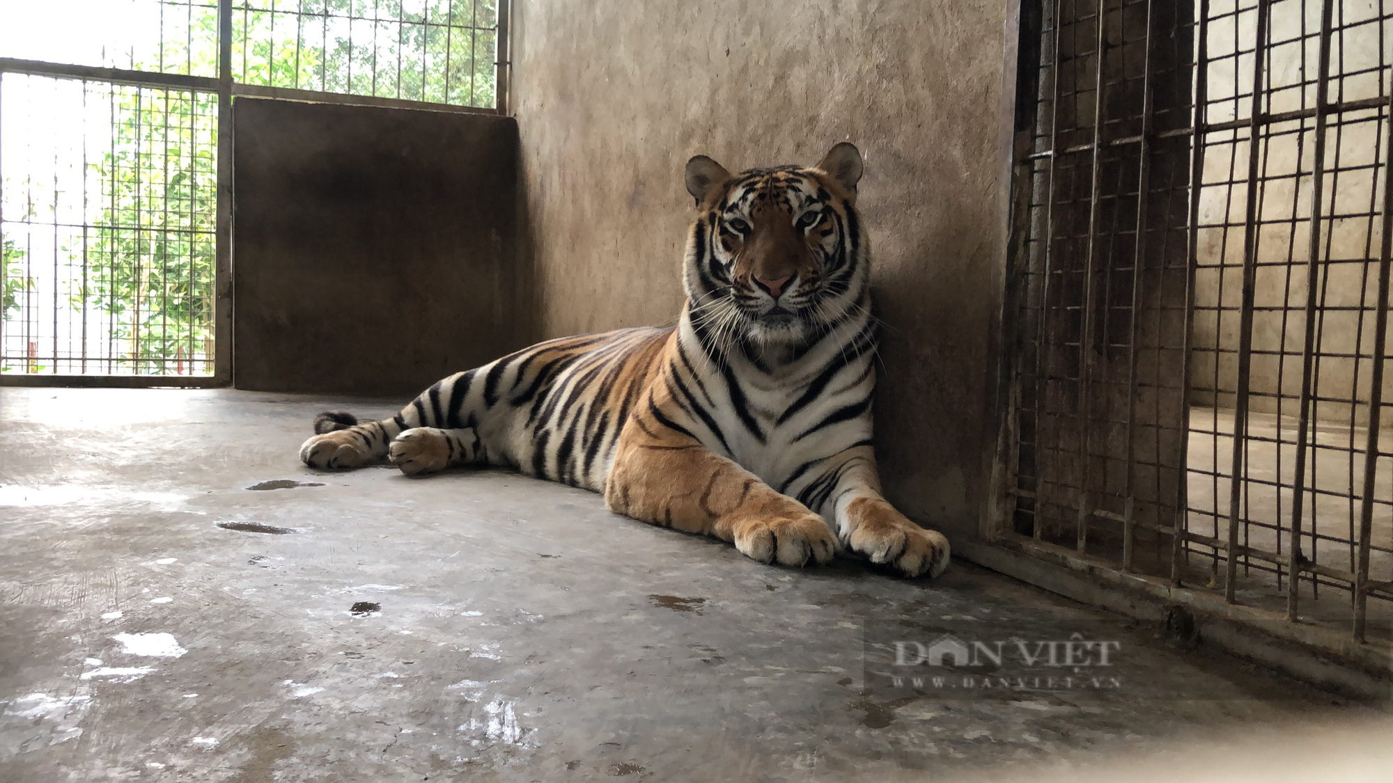8 con hổ được giải cứu ở Nghệ An đã được chuyển ra Vườn thú Hà Nội - Ảnh 1.