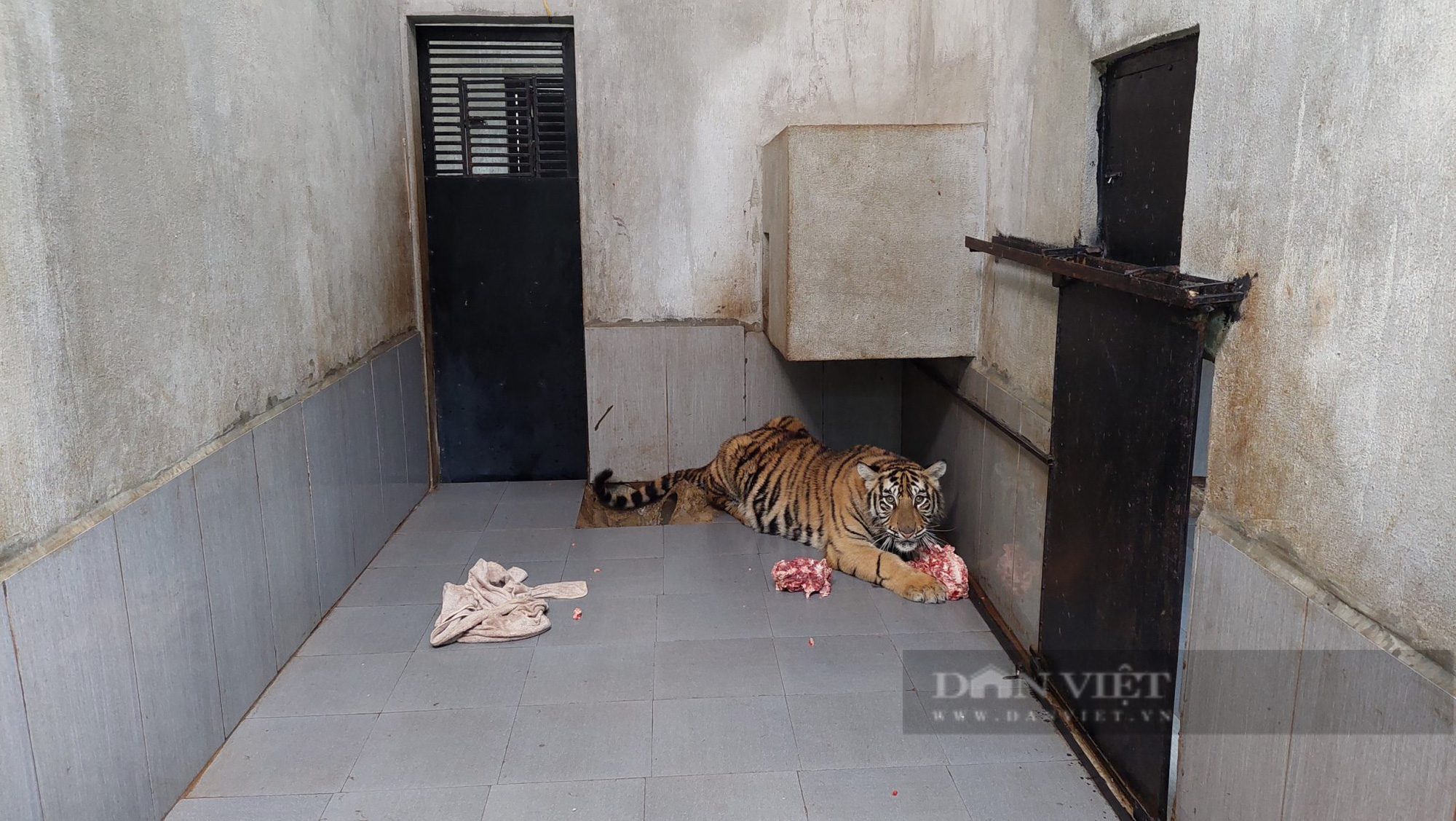 8 con hổ được giải cứu ở Nghệ An đã được chuyển ra Vườn thú Hà Nội - Ảnh 2.