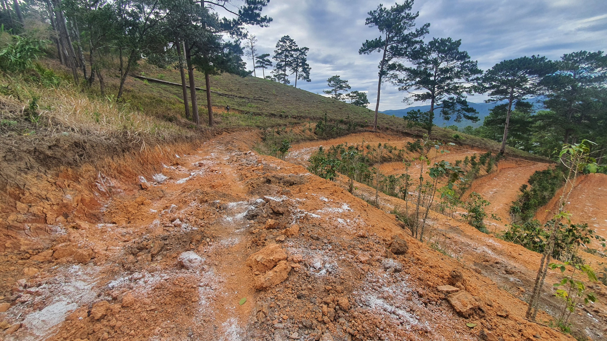 Lâm Đồng: Đình chỉ 2 cán bộ quản lý rừng thiếu trách nhiệm, để đất lâm nghiệp bị san ủi - Ảnh 3.