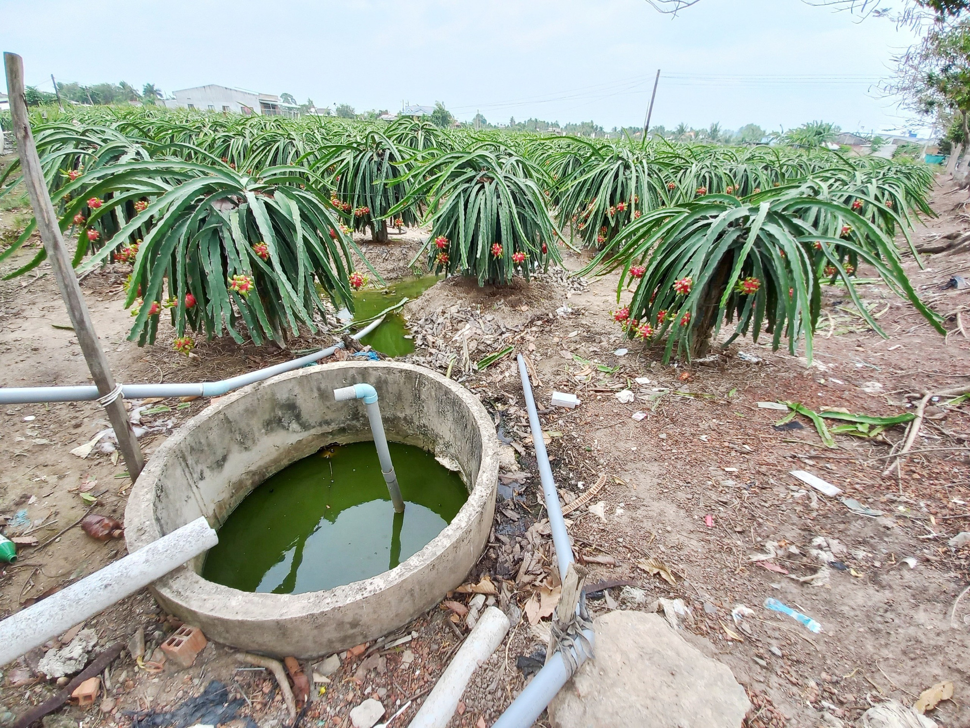 Bài cuối. Hùn đất đào ao trữ nước ngọt ứng phó hạn, mặn - Ảnh 3.