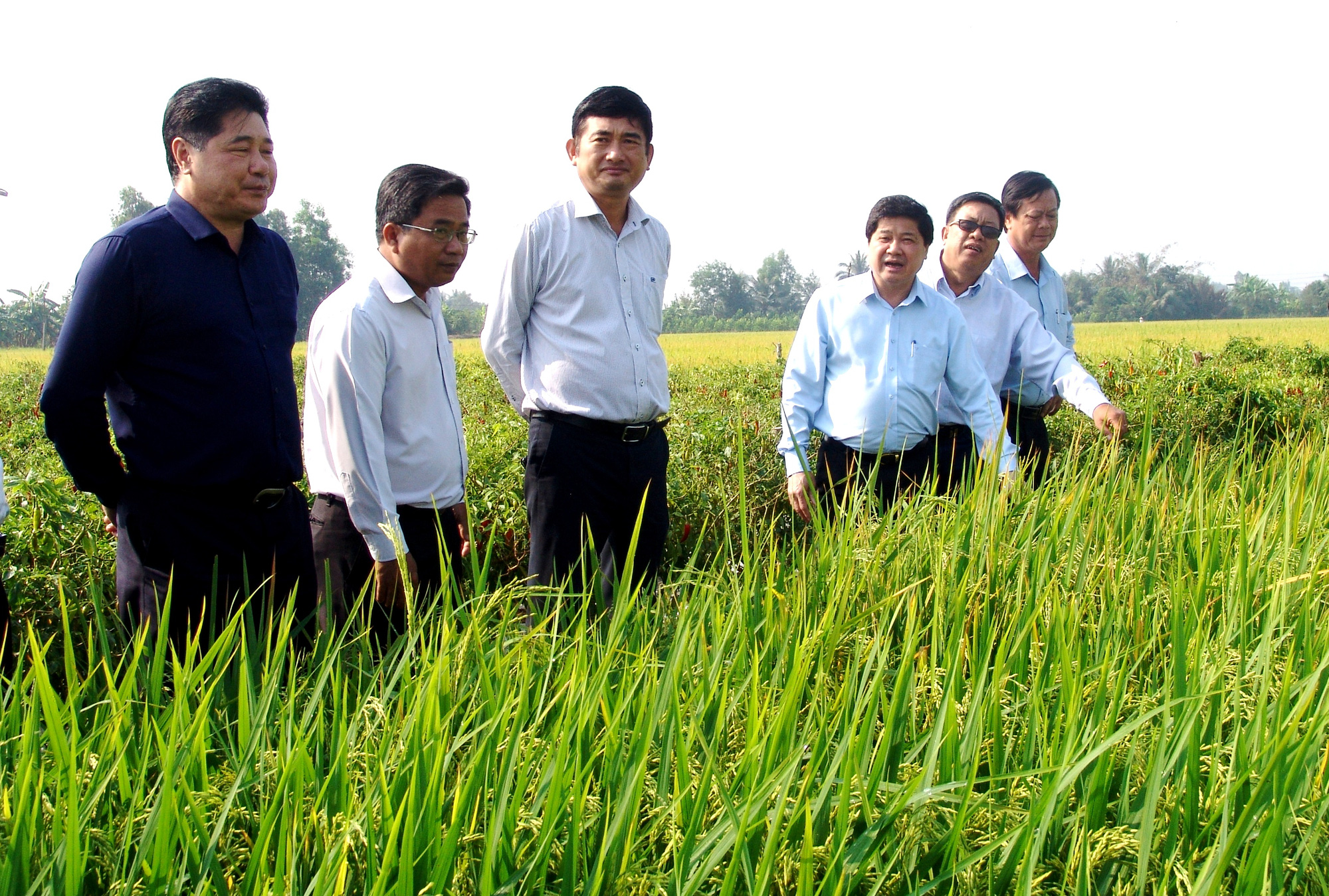 Bài cuối. Hùn đất đào ao trữ nước ngọt ứng phó hạn, mặn - Ảnh 1.