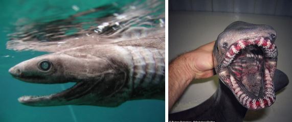 Rợn tóc gáy về loài cá hung thần: Cá mập trắng 6m chưa là gì so với người anh em này - Ảnh 19.