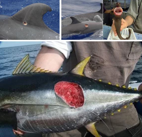 Rợn tóc gáy về loài cá hung thần: Cá mập trắng 6m chưa là gì so với người anh em này - Ảnh 15.