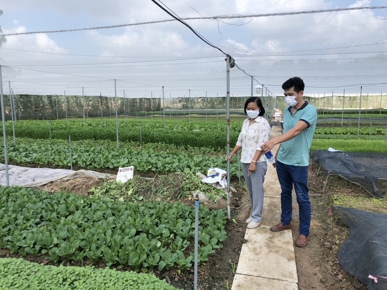 Về quê trồng rau thủy canh trong nhà kính thu 20 triệu đồngtháng