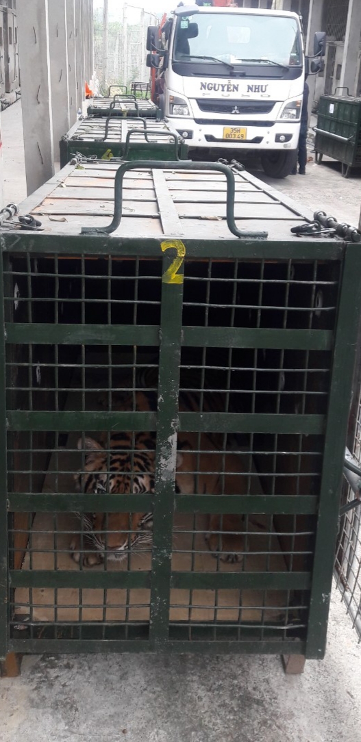 8 con hổ đưa về Vườn thú Hà Nội sẽ được chăm sóc như thế nào? - Ảnh 2.