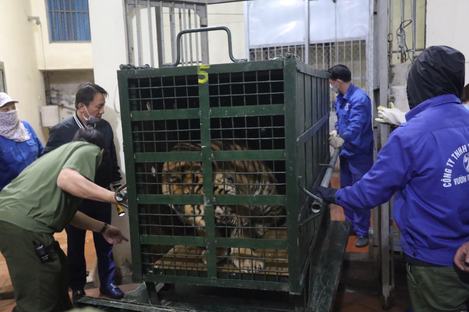 8 con hổ đưa về Vườn thú Hà Nội sẽ được chăm sóc như thế nào? - Ảnh 5.