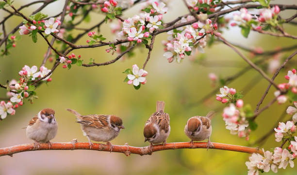 Con giáp Dậu sinh tháng Âm lịch nào thì phát tài trong tháng 2 Âm lịch? - Ảnh 2.