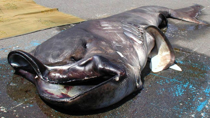 Rợn tóc gáy về loài cá hung thần: Cá mập trắng 6m chưa là gì so với người anh em này - Ảnh 10.