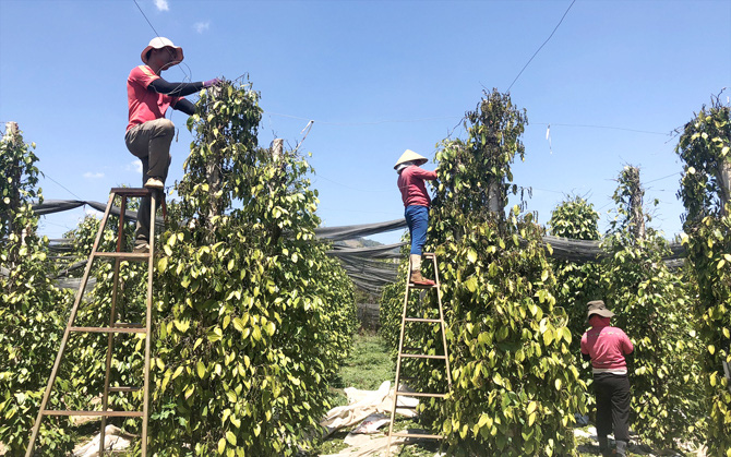 Giá tiêu còn 80.000 đồng/kg, nông dân đau đầu vì khó thuê nhân công hái tiêu, tính kiểu nào cũng thiệt