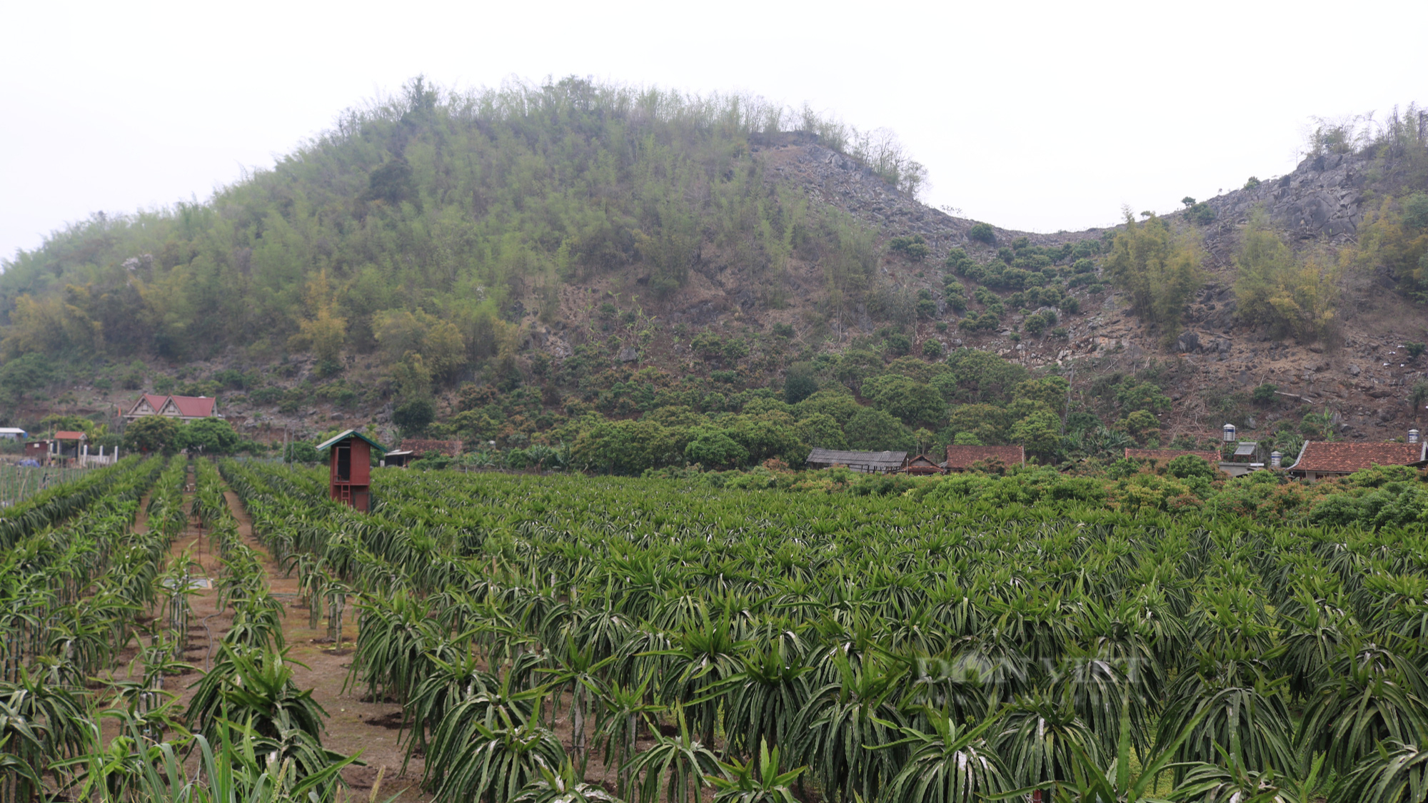 Nông dân Sơn La hé lộ bí quyết trồng thanh long xuất khẩu sang châu Âu - Ảnh 8.