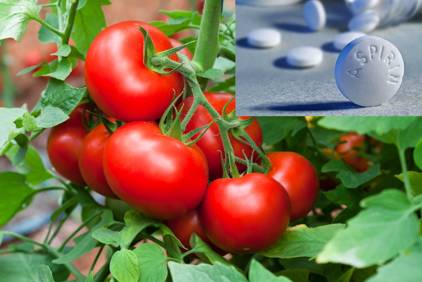 Trồng cà chua dùng 6 thứ này tẩm bổ cây suy dưỡng bỗng dưng lớn vọt cho ra quá trời trái