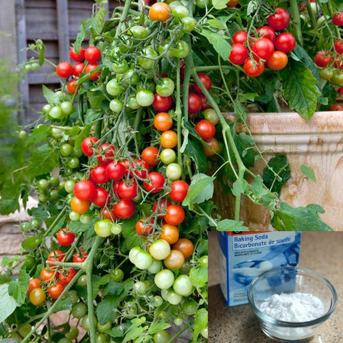 Dùng 6 thứ này &quot;tẩm bổ&quot; cho cây cà chua, cây &quot;suy dinh dưỡng&quot; bỗng dưng lớn vọt, cho ra quá trời trái - Ảnh 2.