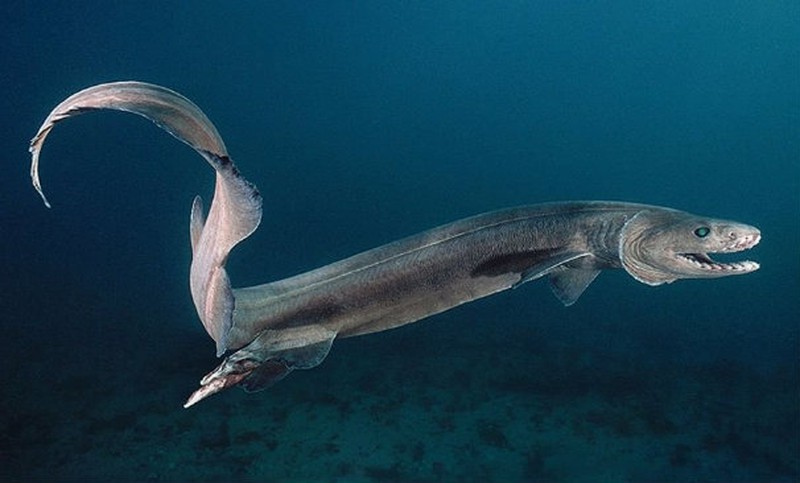Rợn tóc gáy về loài cá hung thần: Cá mập trắng 6m chưa là gì so với người anh em này - Ảnh 18.