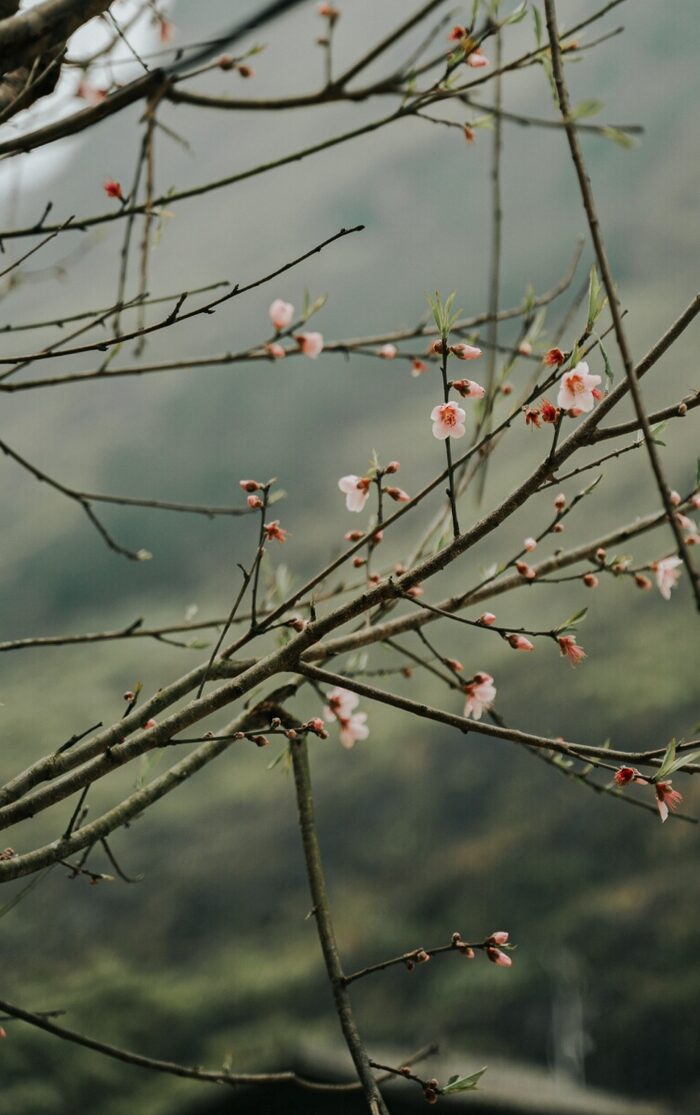 Làng văn hóa dân tộc Mông tại thôn Pả Vi Hạ, nơi lưu giữ bản sắc dân tộc - Ảnh 5.