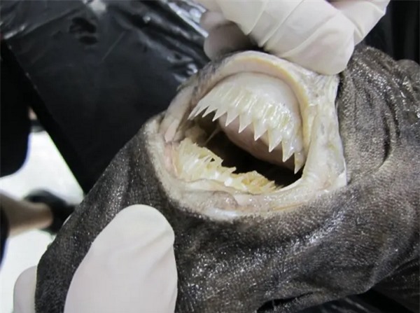 Rợn tóc gáy về loài cá hung thần: Cá mập trắng 6m chưa là gì so với người anh em này - Ảnh 14.