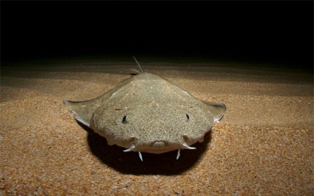 Rợn tóc gáy về loài cá hung thần: Cá mập trắng 6m chưa là gì so với người anh em này - Ảnh 6.
