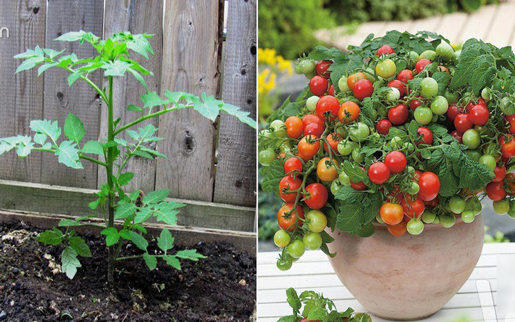 Từ A đến Z kỹ thuật trồng cà chua vừa đơn giản lại cho thu hoạch mỏi tay