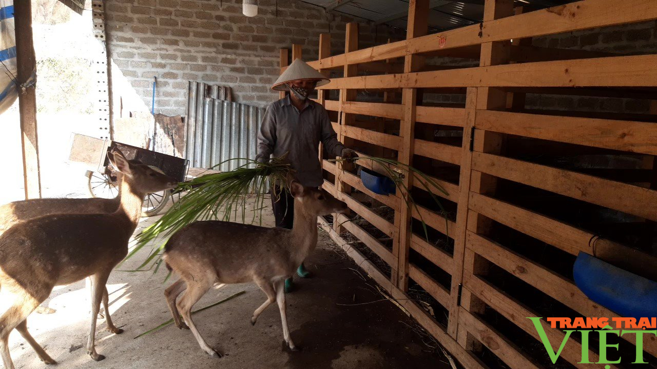 Lai châu: Hội Nông dân phường Quyết Tiến hỗ trợ hội viên, nông dân phát triển kinh tế - Ảnh 2.