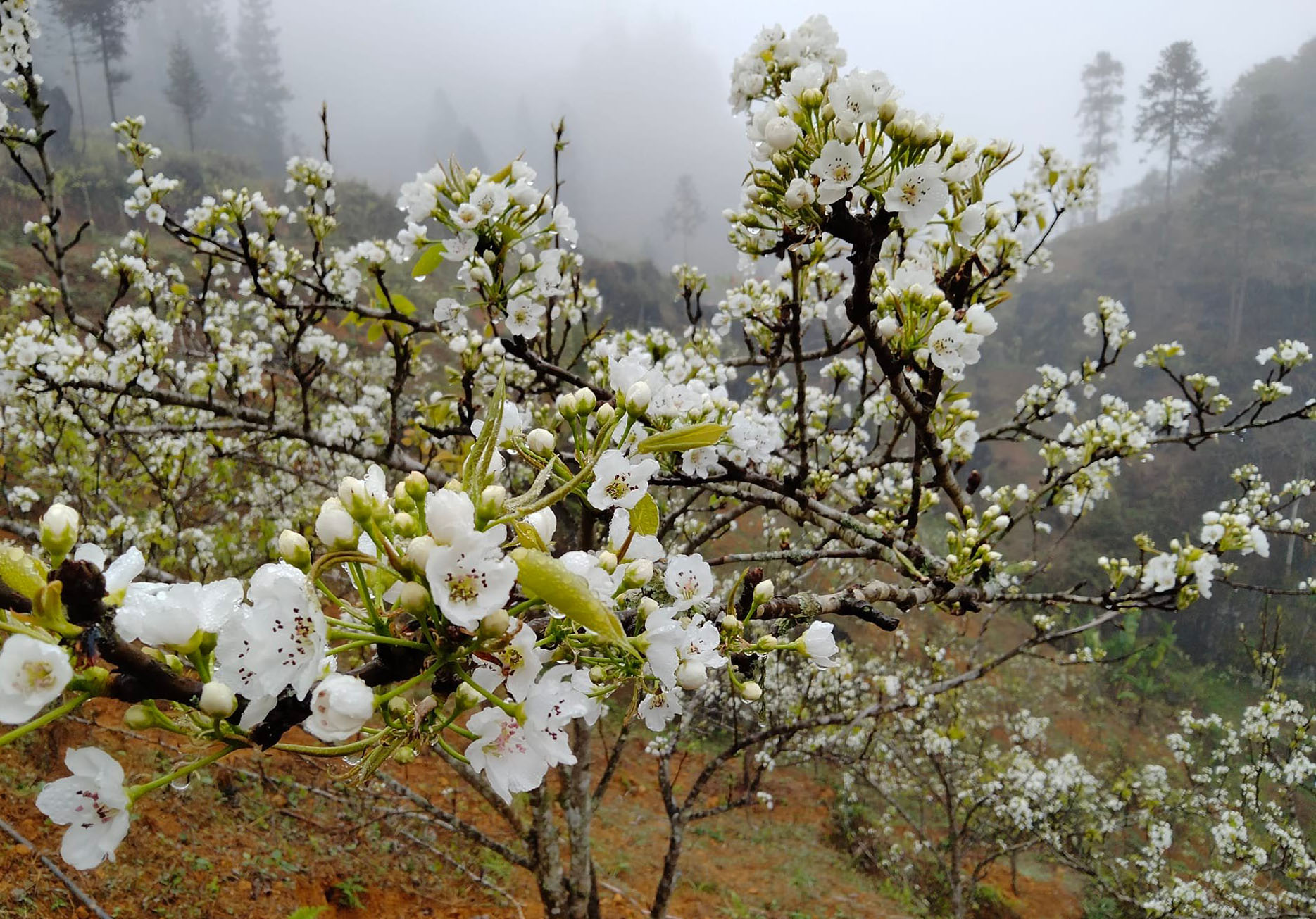 Lần đầu tiên Si Ma Cai tổ chức lễ hội hoa lê, chiêm ngưỡng vẻ đẹp thiếu nữ Mông bên rừng hoa trắng - Ảnh 2.