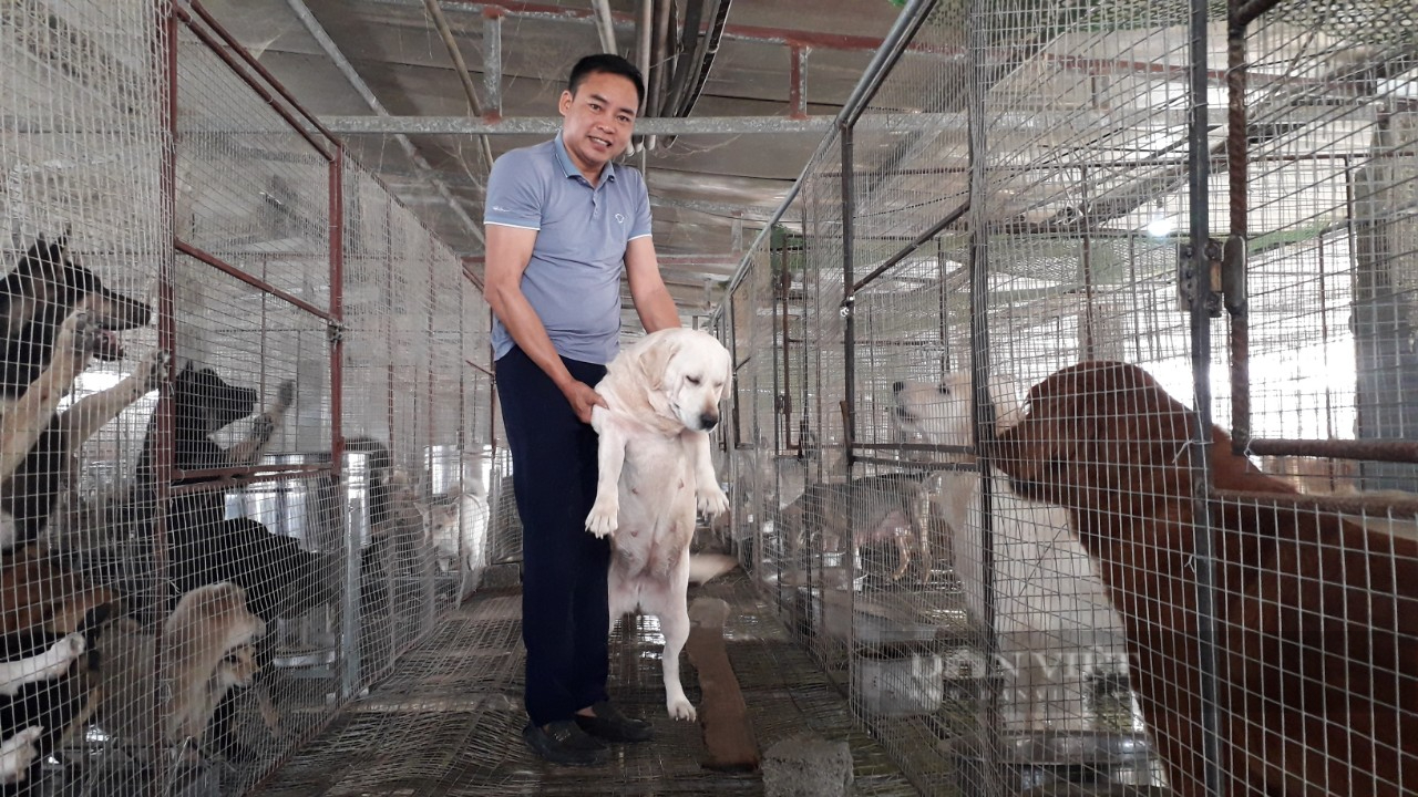 Nuôi đủ loại chó cảnh, anh nông dân Thái Nguyên thu nhập gần tỷ đồng mỗi năm - Ảnh 1.