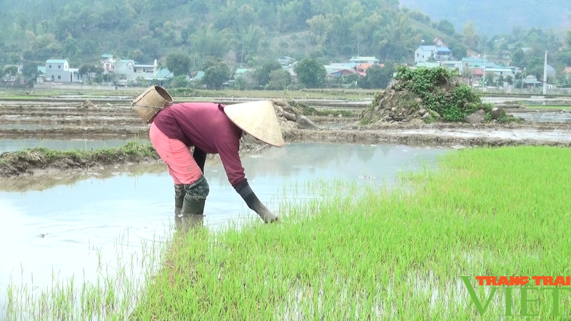 Nông dân Huy Bắc khắc phục tình trạng thiếu mạ cấy sau đợt rét đậm, rét hại - Ảnh 4.