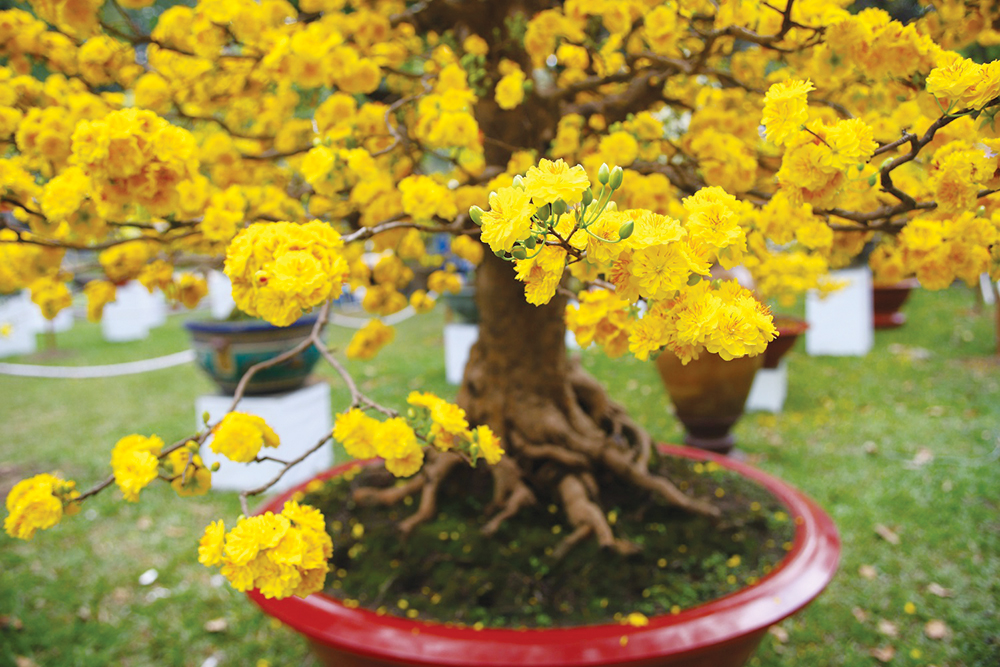 &quot;Cao thủ&quot; An Giang kiếm tiền dễ như ăn kẹo bằng nghề nhận làm &quot;vú em&quot; cho cây mai vàng sau Tết - Ảnh 1.