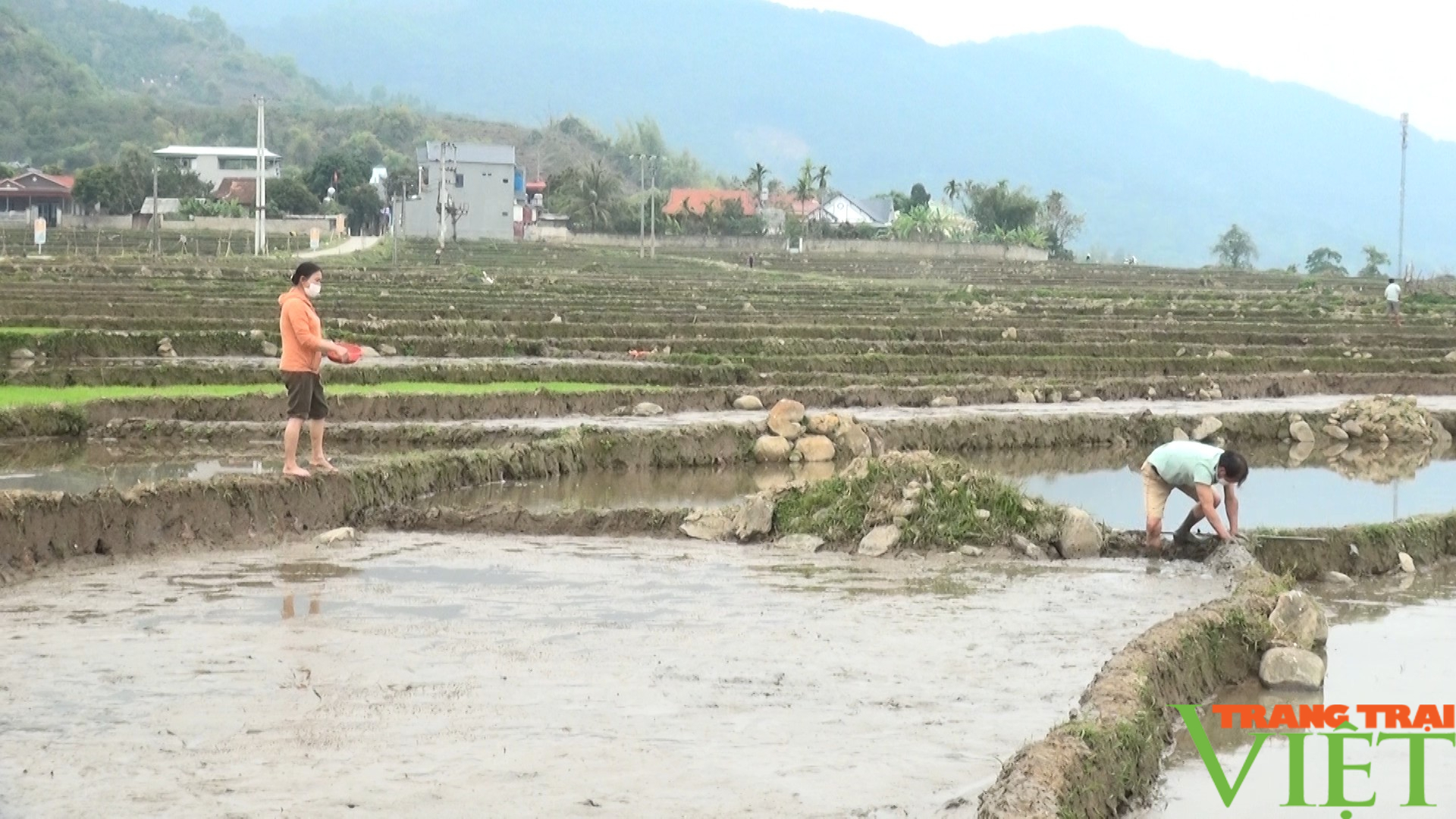 Nông dân Huy Bắc khắc phục tình trạng thiếu mạ cấy sau đợt rét đậm, rét hại - Ảnh 3.