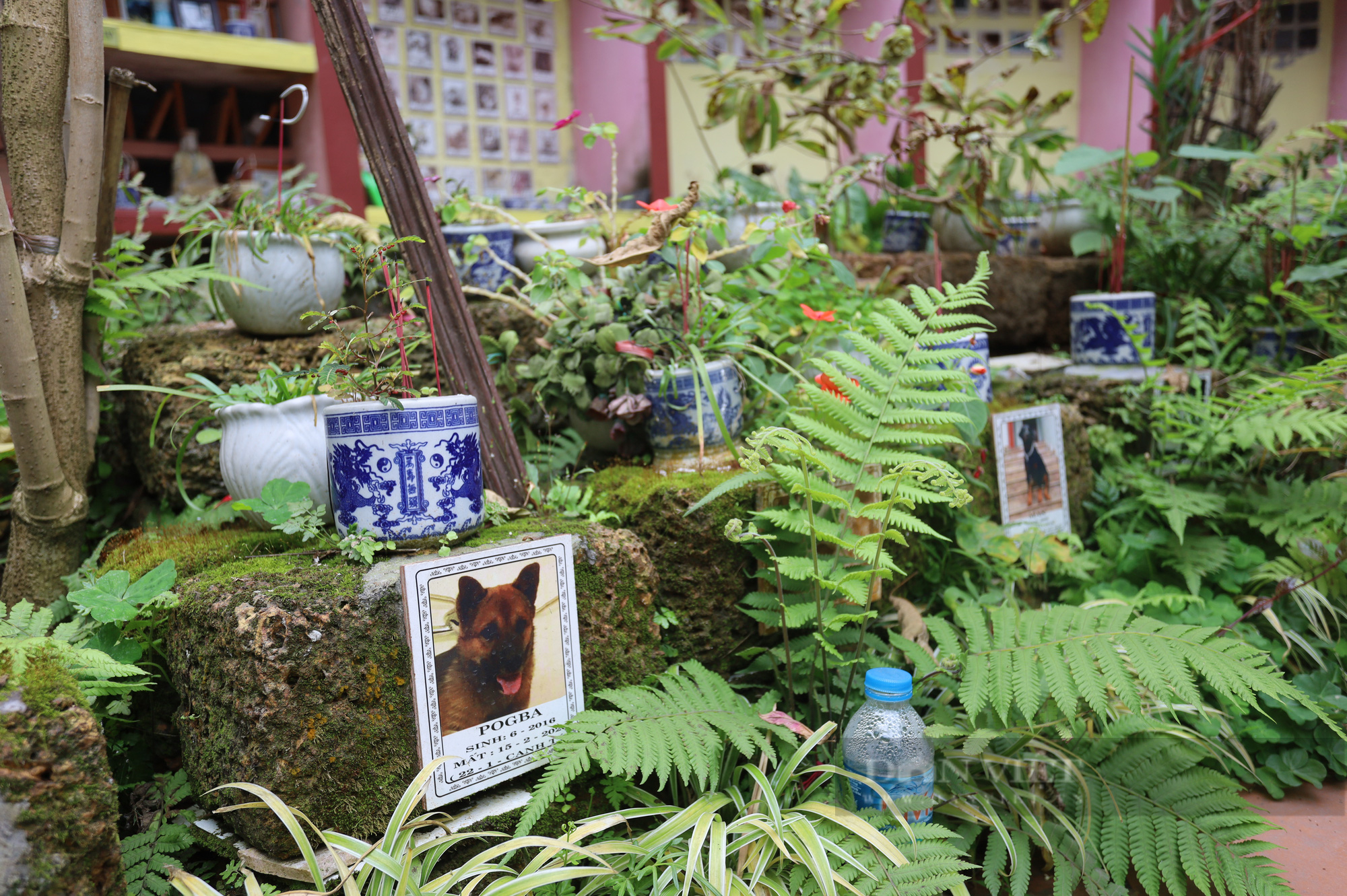 Nghĩa trang chó mèo ở Hà Nội: Chủ thú cưng tiết lộ “lí do đặc biệt” khi đưa thú cưng đi an táng - Ảnh 5.