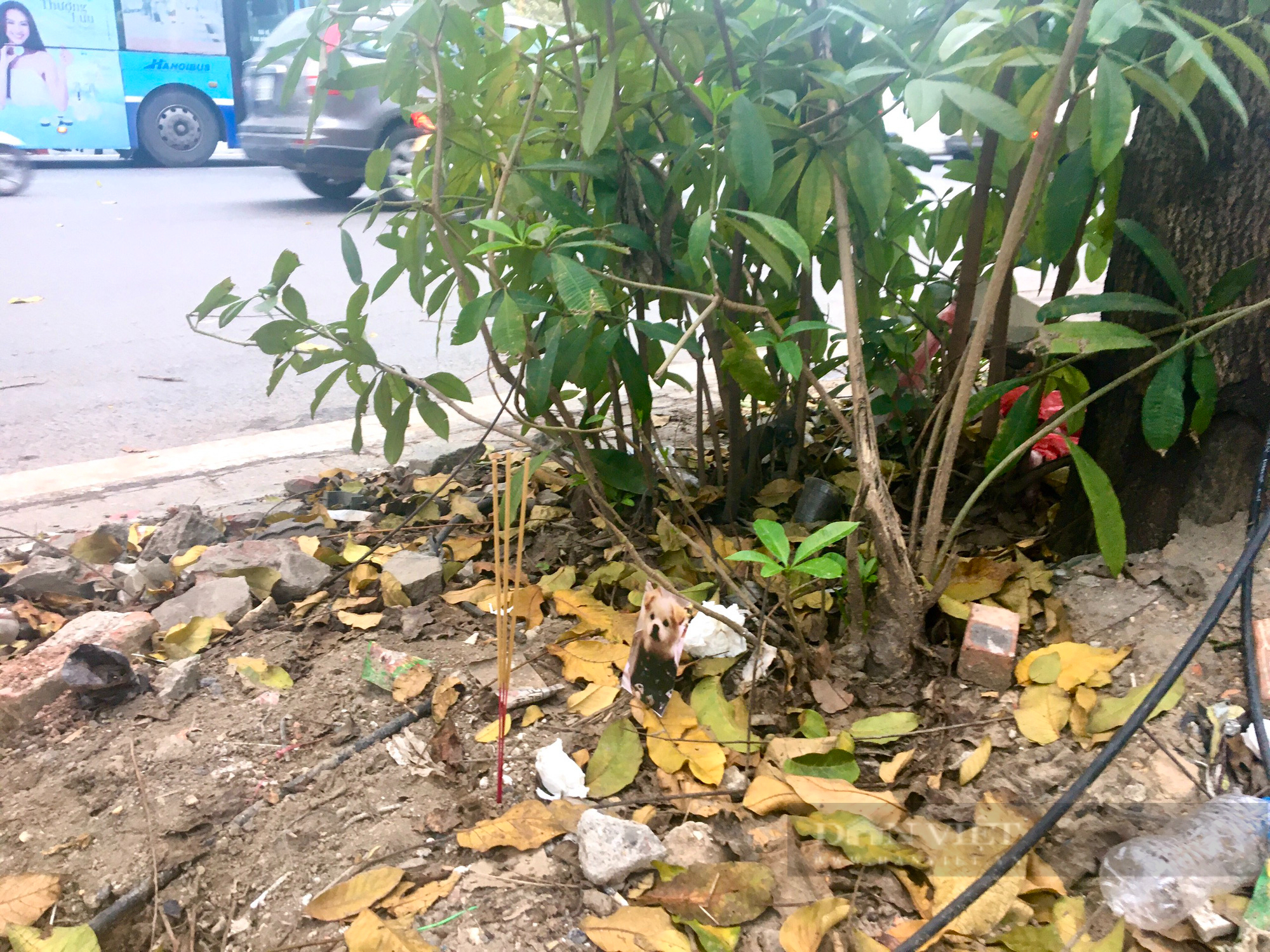 Nghĩa trang chó mèo ở Hà Nội: Chủ thú cưng tiết lộ “lí do đặc biệt” khi đưa thú cưng đi an táng - Ảnh 3.