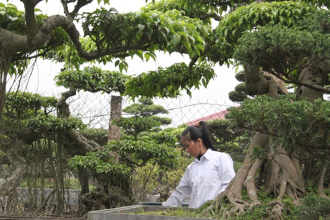 Nam Định: Hễ a ngõ là đụng ngay tỷ phú ở làng trồng cây cảnh lâu đời nhất Việt Nam-tiền mọc lên từ đất - Ảnh 1.