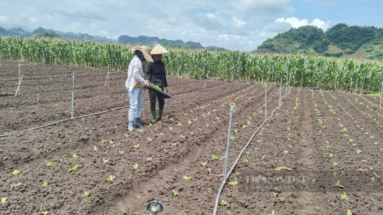 Cò Nòi: Nông dân trồng cải thảo, cải bắp &quot;trúng giá&quot; - Ảnh 5.