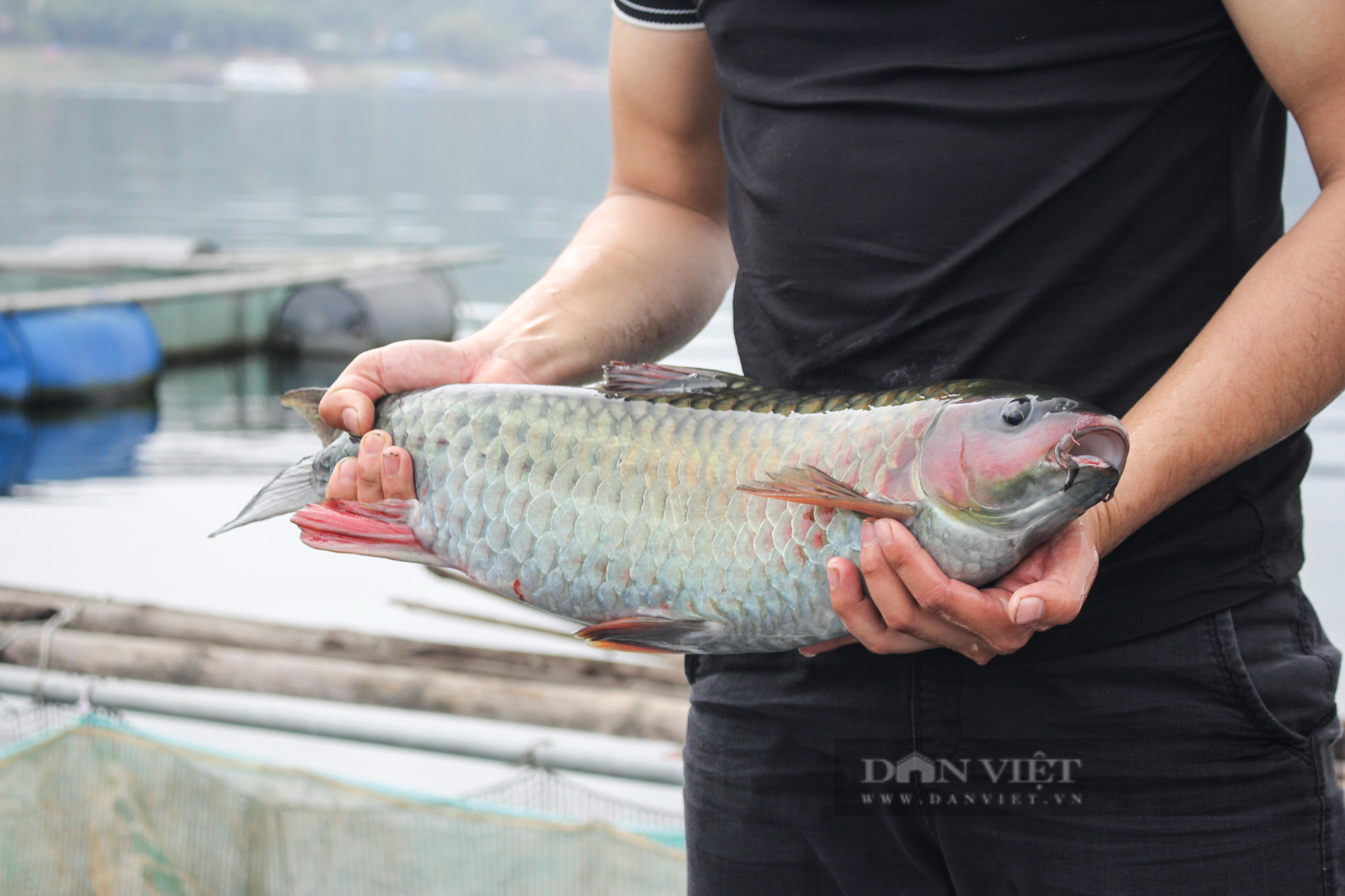 Hòa Bình: Cử nhân kế toán về quê nuôi lợn đen, cá bỗng, cá dầm xanh...và ước mơ làm giàu ở ven bờ sông Đà - Ảnh 2.