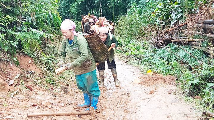 Thì ra lộc rừng mùa xuân ở Bắc Kạn là một thứ  &quot;rau rừng&quot; mọc nhọn hoắt trồi từ dưới đất lên - Ảnh 1.