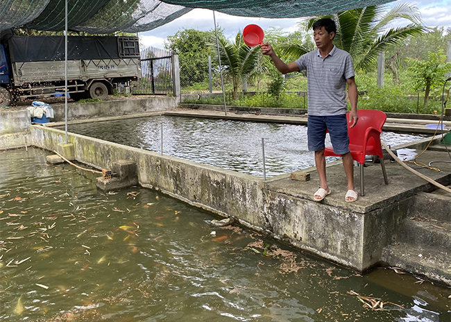 Ao chỉ nuôi 2 loài , có loài cá &quot;mới toanh&quot;, một ông nông dân Bình Định thu tiền tỷ - Ảnh 2.